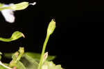 Lawn marshpennywort 